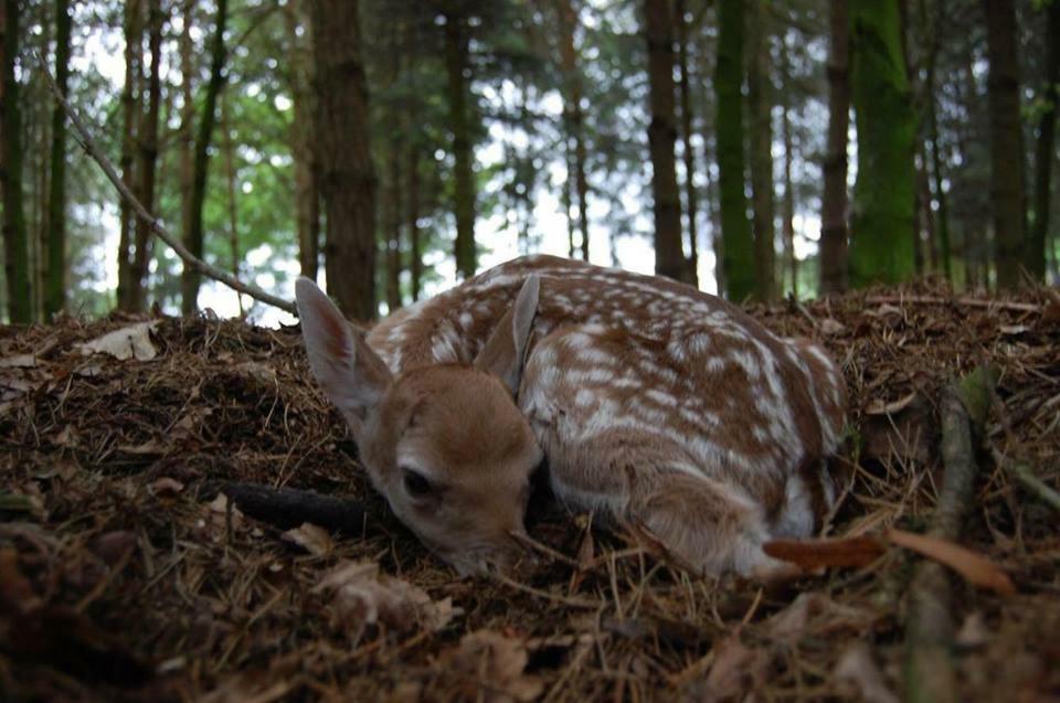 Iława Lesne Zaciszeヴィラ エクステリア 写真